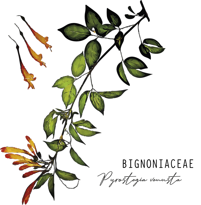 Estampa 9 - Cipó de S¦o Jo¦o - Sem Fundo site.png