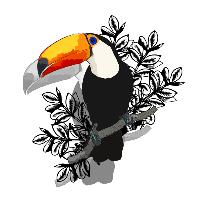 Rhampastos2 site.png