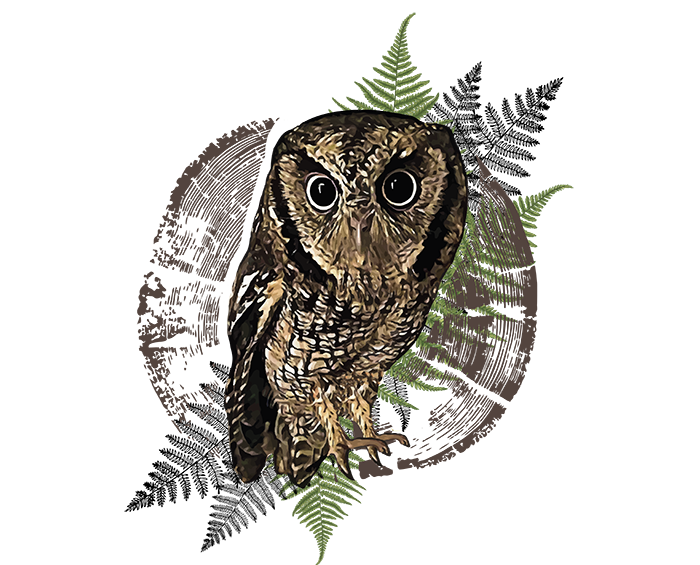 Estampa 8 - Coruja - Sem Fundo site.png