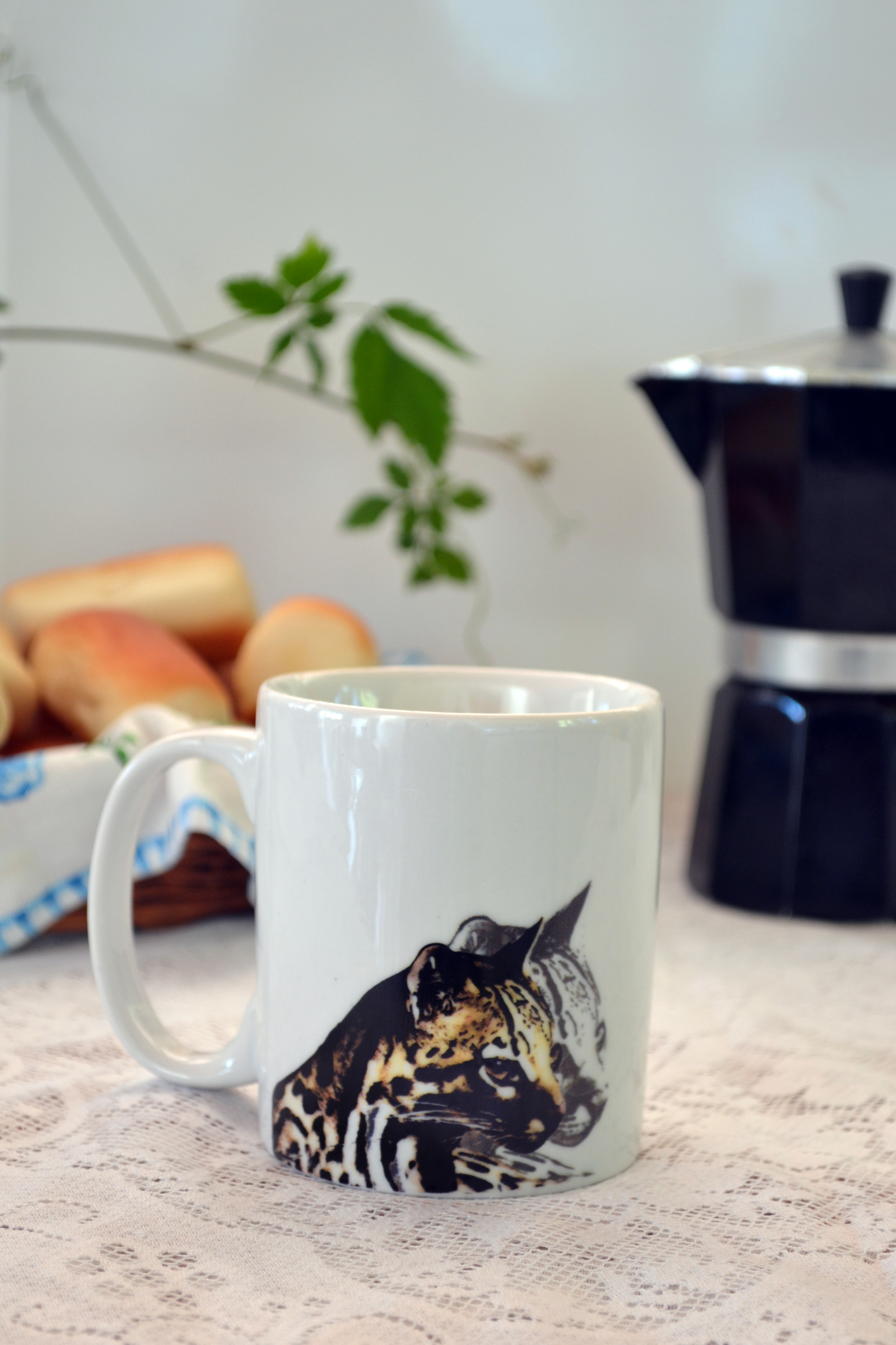 Leopardus Frente.jpg